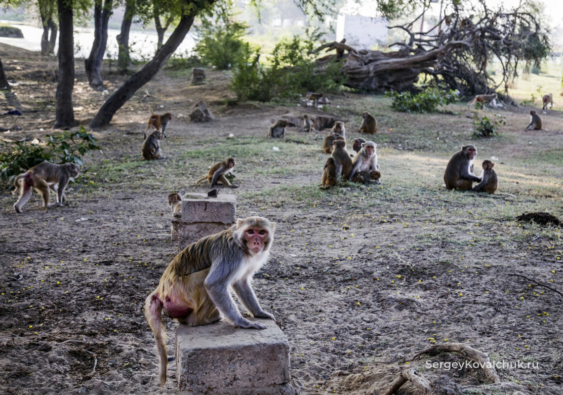 В Вриндаване большое количество обезьян
