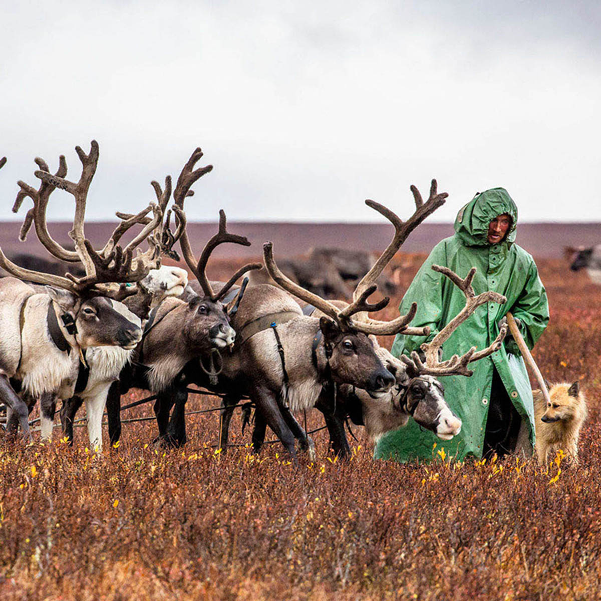 Yamal: tundra, yagel, reindeer herders