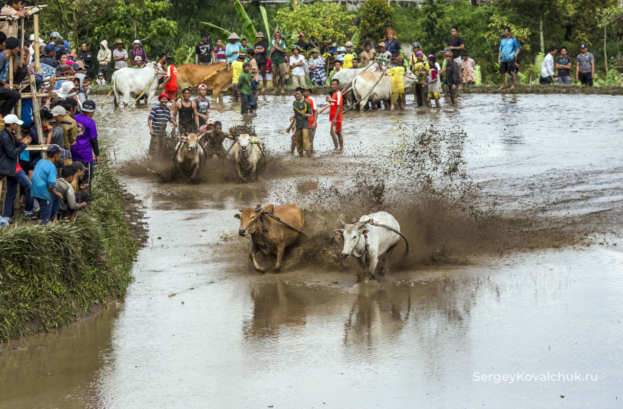 Пачу джави – гонки на быках, округ Танах-Датар, Западная Суматра
