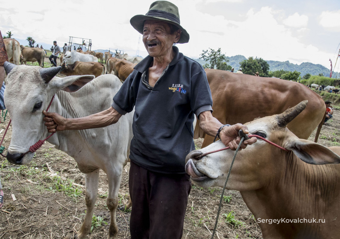 Пачу джави – гонки на быках, округ Танах-Датар, Западная Суматра