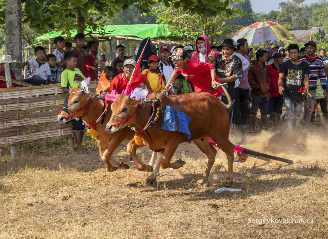 Карапан сапи – состязания быков, О. Мадура, Индонезия