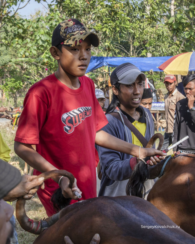 Карапан сапи – состязания быков, О. Мадура, Индонезия