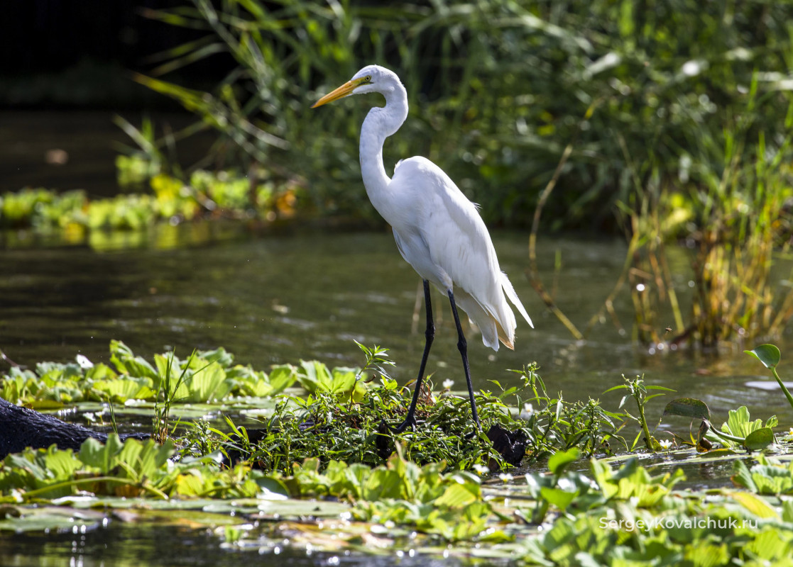 На озере Никарагуа обитает большое количество разнообразных птиц