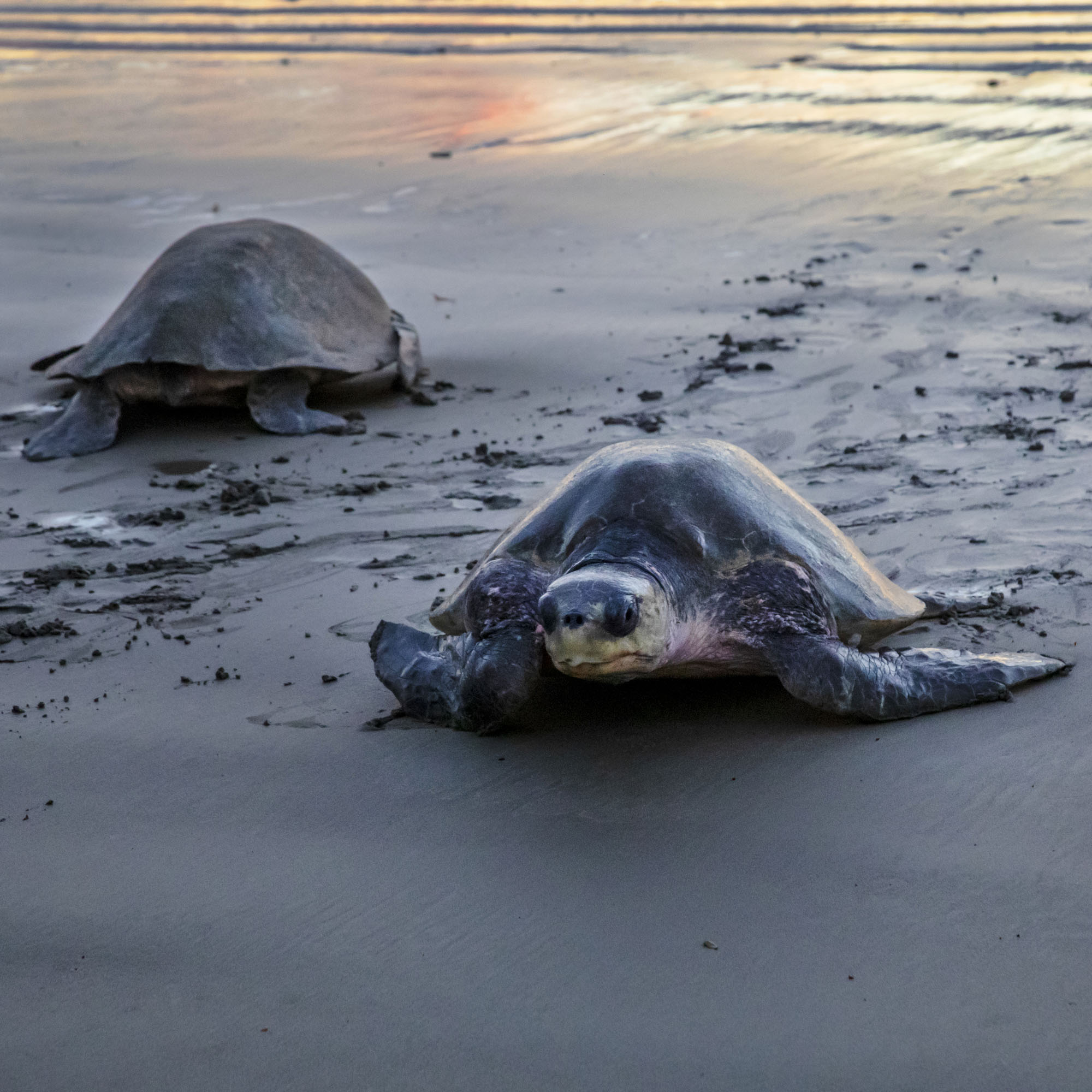 Черепахи на пляже La Flor