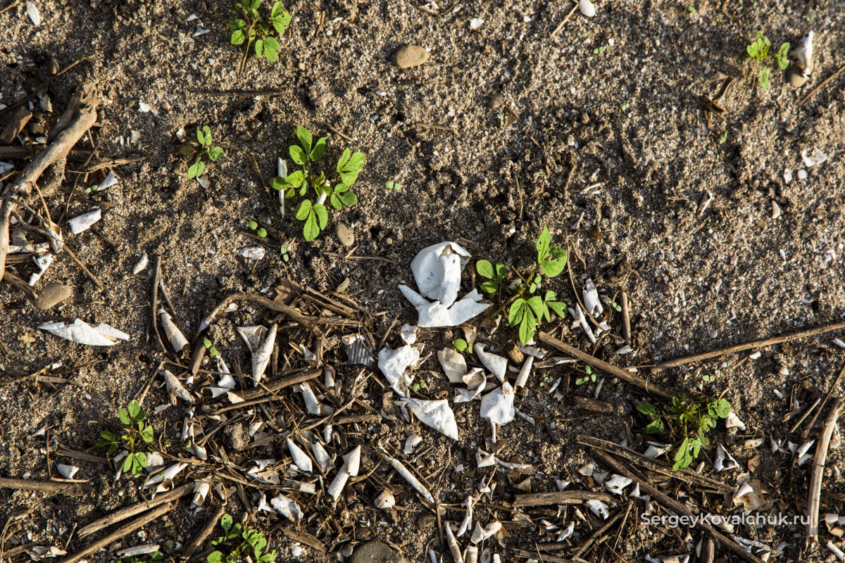 Кусочки скорлупы черепашьих яиц на пляже La Flor