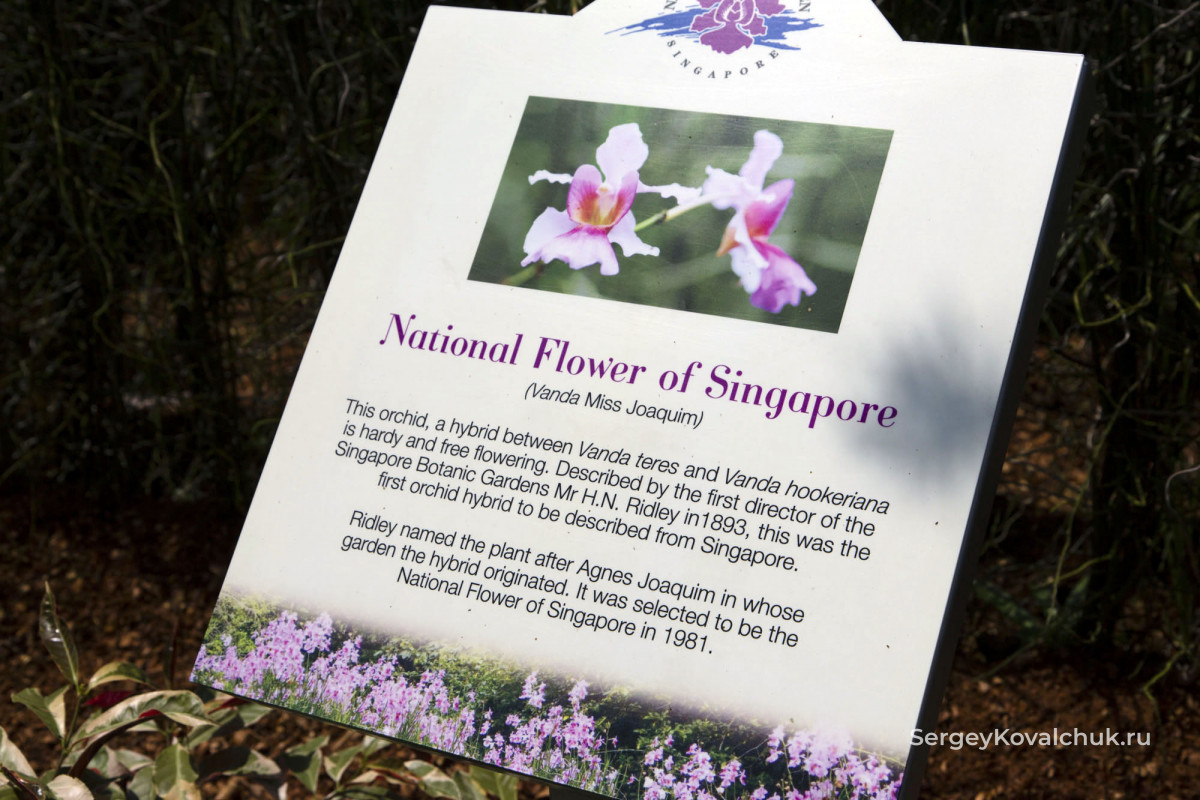 Орхидеи в Ботаническом саду Сингапура