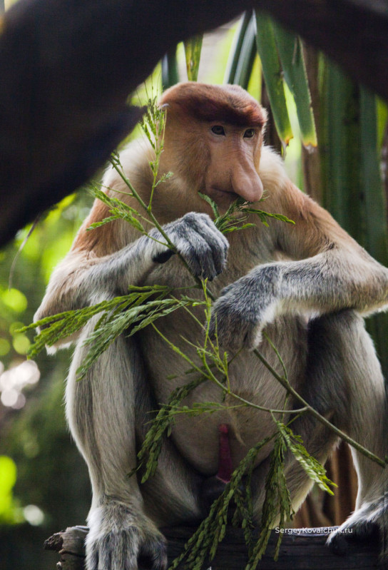 Носатая обезьяна в Зоопарке Сингапура