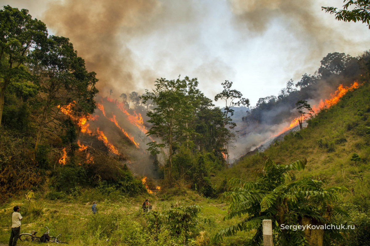 Запрет на выжигания лесов позволяет сохранять природное биоразнообразие