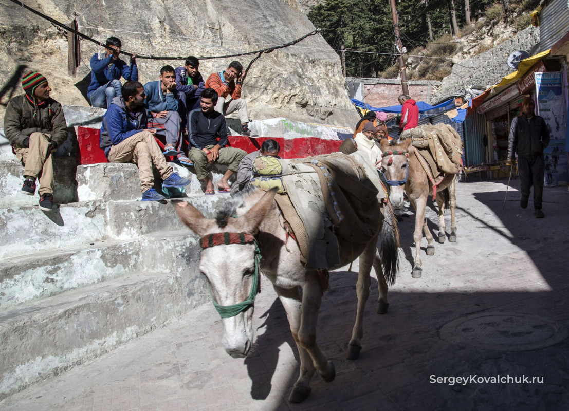 Ослики и мулы – основные транспортные средства в горах