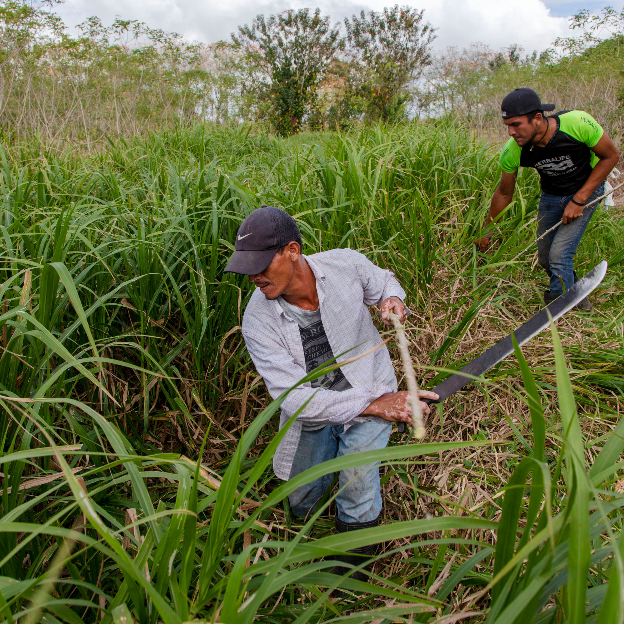 Сельхозкультуры Коста-Рики