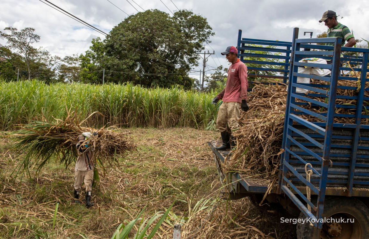 Коста Рика. Выращивание сахарного тростника