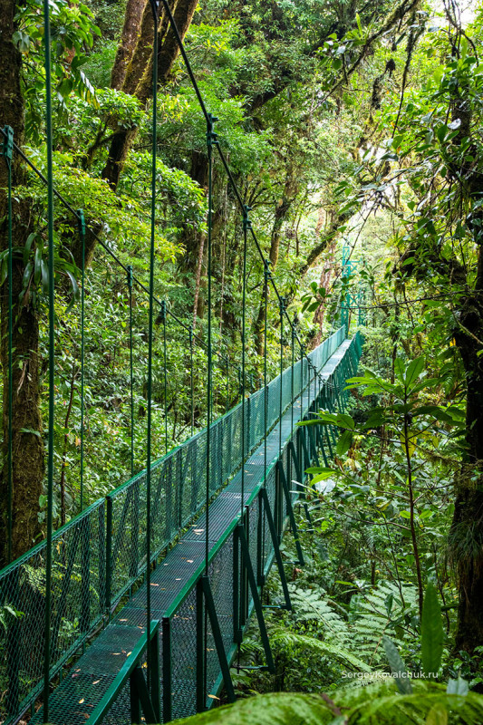 Биологический заповедник Монтеверде"Biological reserve Monteverde
