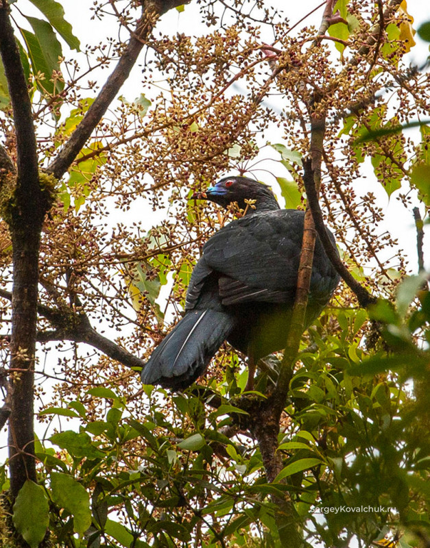 Биологический заповедник Монтеверде"Biological reserve Monteverde