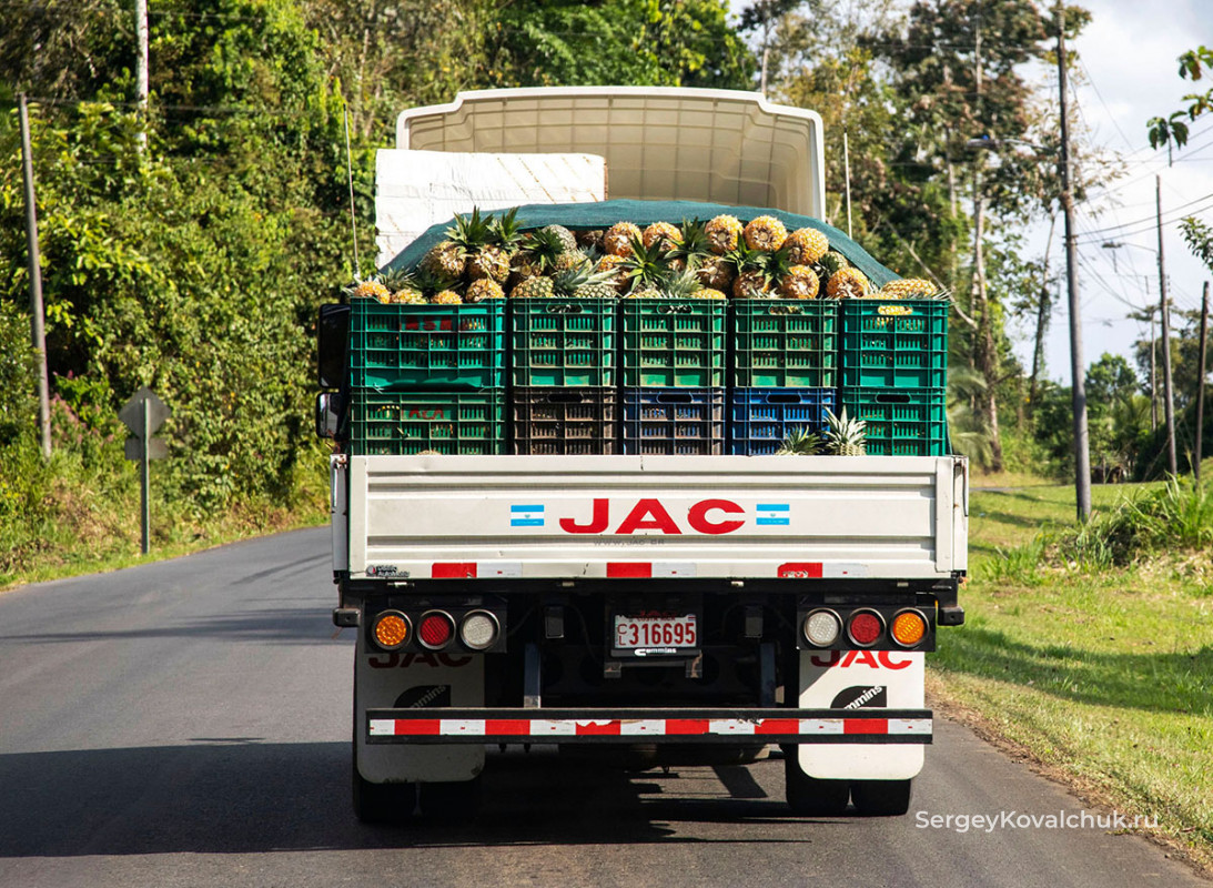 Коста Рика. Плантации ананасов