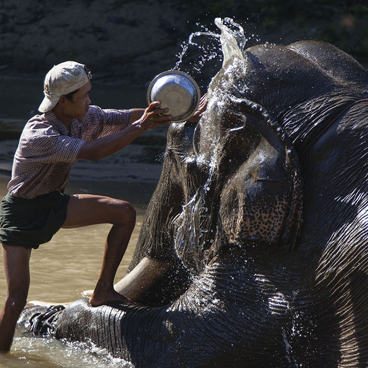 Пхо-Кья. «Лагерь слонов»