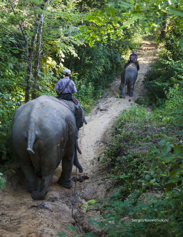 Таунгу. Слоновый заказник «Лагерь слонов»
