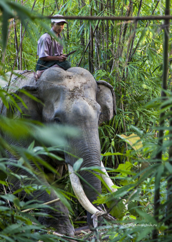 Таунгу. Слоновый заказник «Лагерь слонов»