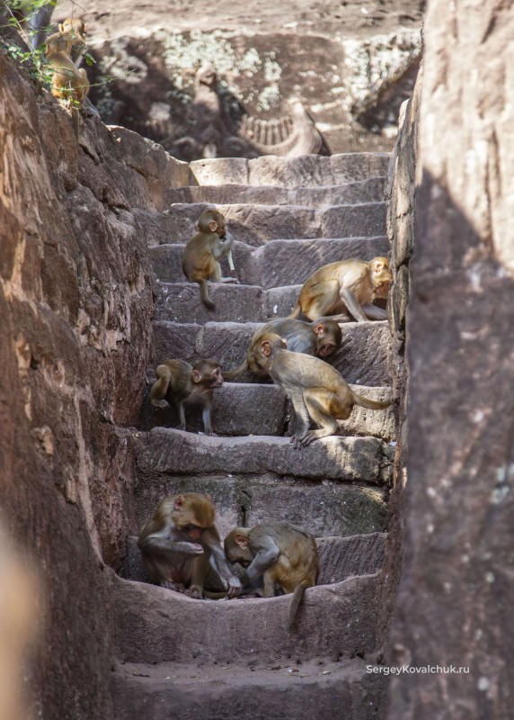 К обезьянам в этих местах буддисты относятся с особым почтением