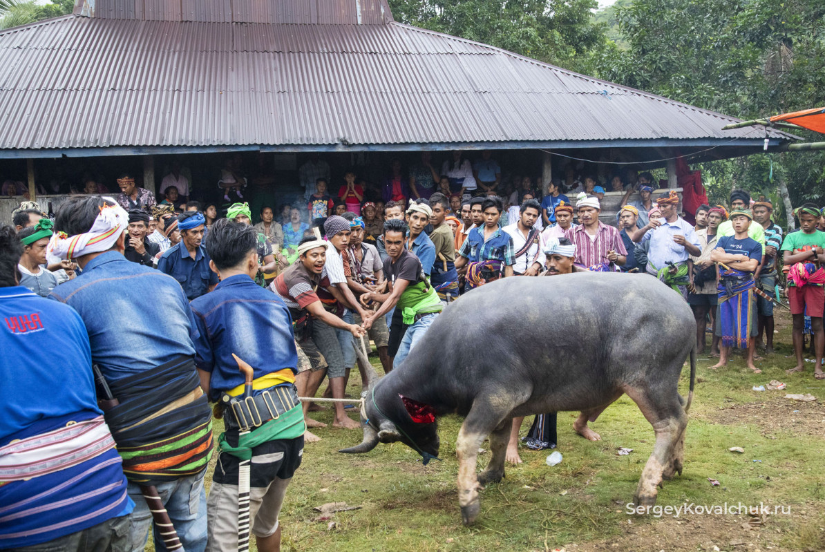 Обряд погребения на о. Сумба, Восточная Индонезия