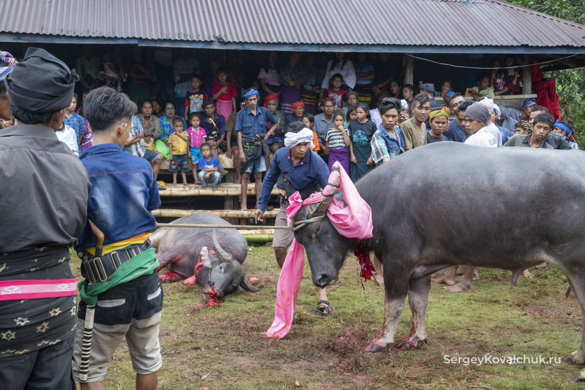 Обряд погребения на о. Сумба, Восточная Индонезия